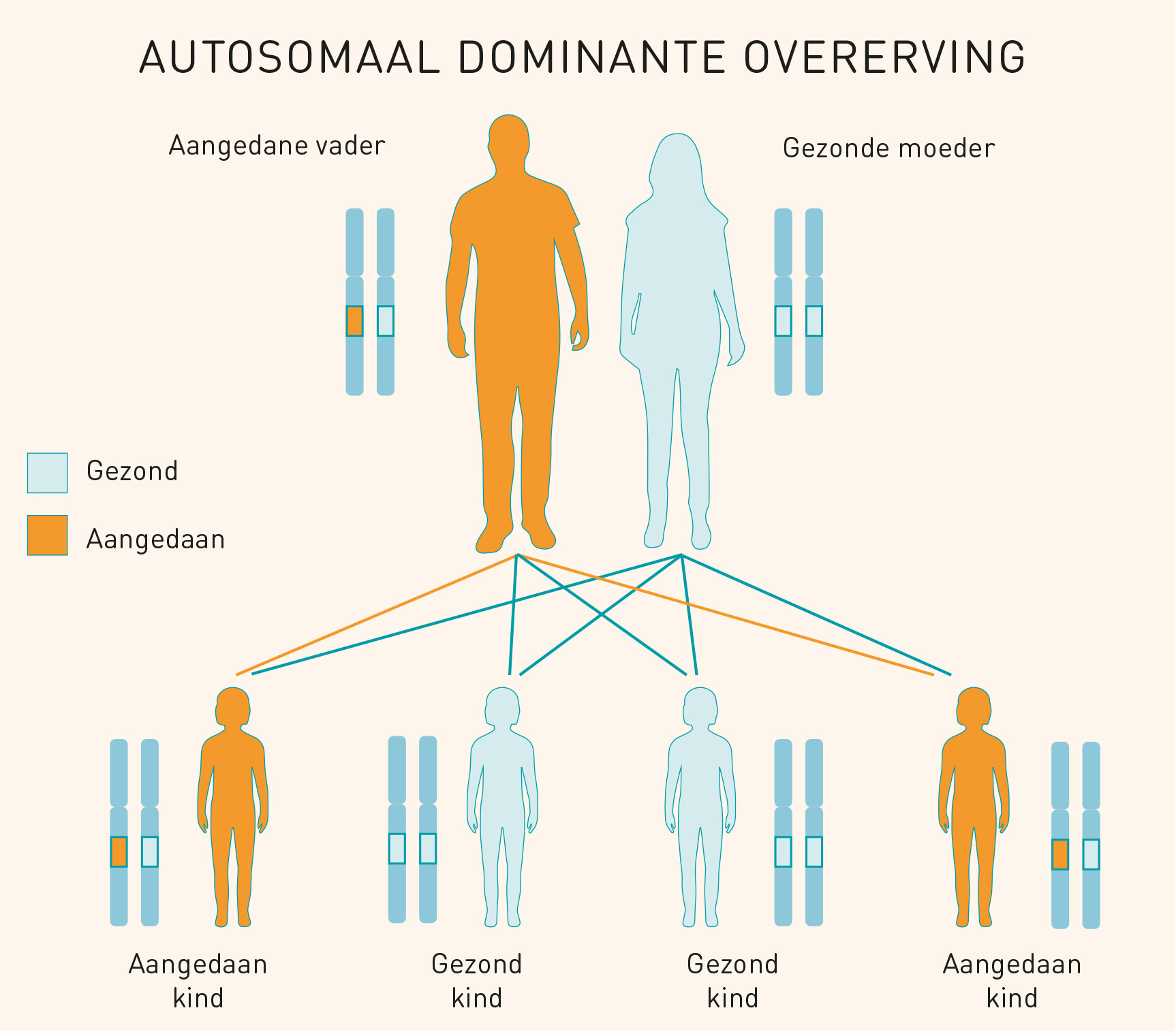 Autosomaal Dominante Overerving | Erfelijkheid.nl